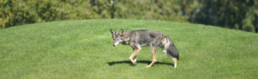 Coyote